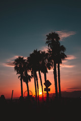 Palm trees at sunset