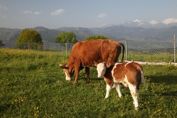 Cow herd and shepherd,Artvin/Savsat 