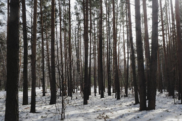 Fototapeta premium winter pine forest
