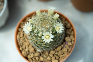 white flower bloom on Mammillaria cactus