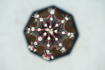 gymnocalycium mihanovichii variegata cactus plant