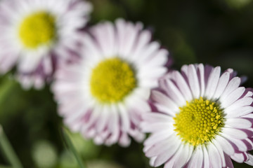 Three daisy flowers in the grass.