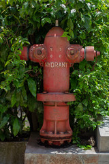 hydrant covered by plant
