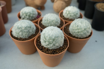 Mammillaria plumosa or Feather Cactus