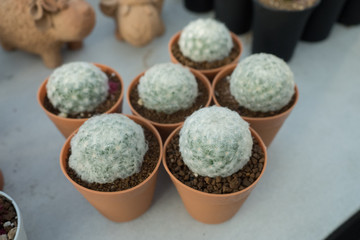 Mammillaria plumosa or Feather Cactus