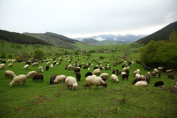 Fototapeta premium herd of sheep in green meadow. artvin/turkey