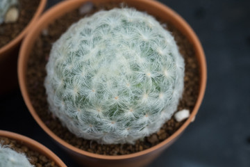 Mammillaria plumosa or Feather Cactus