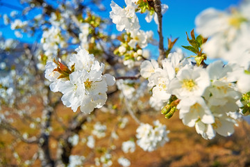 cherry trees of the Jerte in Cáceres.