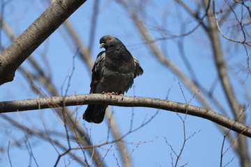 木の上の、横を向く鳩 at 厚木中央公園