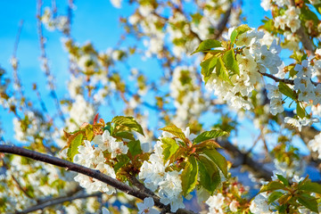 cherry trees of the Jerte in Cáceres.