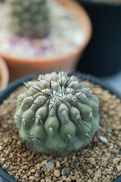 Copiapoa cineriea columna alba cactus in pot