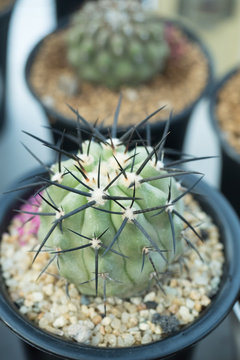 Copiapoa cactus in pot