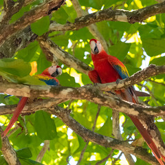 scarlet macaw, Ara macao, two beautiful parrots perched on a tree in Costa Rica