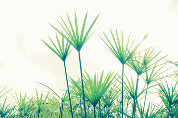 Papyrus With white background, Papyrus plant., Leaves of water papyrus with white background,...