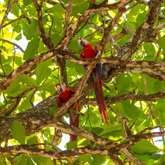 scarlet macaw, Ara macao, two beautiful parrots perched on a tree in Costa Rica