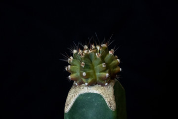 gymnocalycium mihanovichii variegata cactus plant