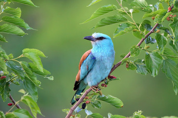 European roller (coracias garrulus) in natural habitat