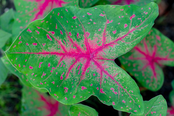 close up leaf of caladium texture