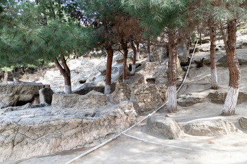 landscape forest with pine trees and rocks