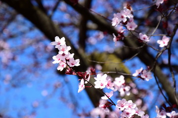 Zierkirschenblüten vor blauen Himmel