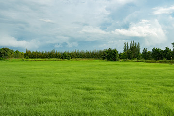 rice field in early season