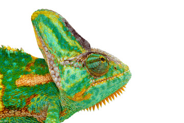 close view of a beautiful  green colorful  chamaeleo calyptratus head looking up. Species also called veiled, cone-head or yemen chameleon.