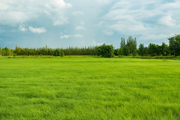 rice field in early season