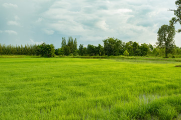 Fototapeta premium pole ryżowe na początku sezonu