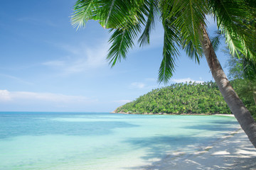 Naklejka na ściany i meble View of nice tropical beach with some palms
