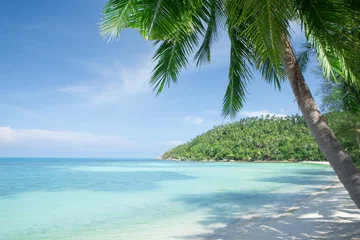 Foto op Plexiglas View of nice tropical beach with some palms © Dmitry Ersler