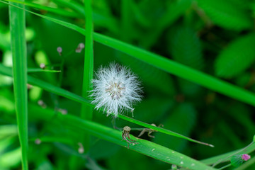 close up Dandelion