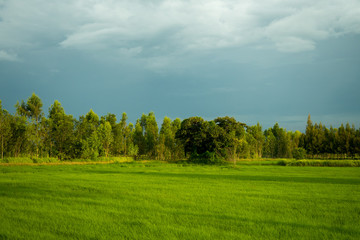 rice field in early season