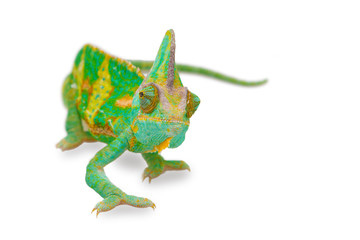 Fototapeta premium close view of a beautiful green colorful chamaeleo calyptratus looking forward. Species also called veiled, cone-head or yemen chameleon.