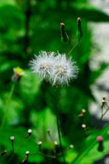 close up Dandelion