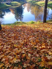 Autumn park