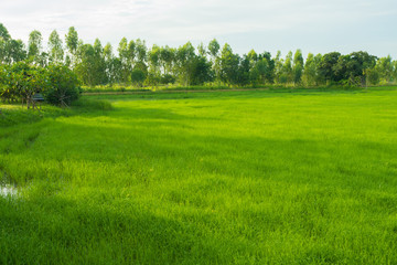 Obraz premium rice field in early season