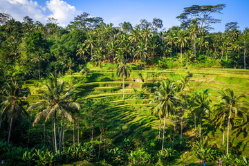 Fototapeta na wymiar Paddy field rice terraces, ceking, Ubud, Bali, Indonesia