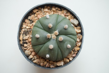 Astrophytum cactus in pot 