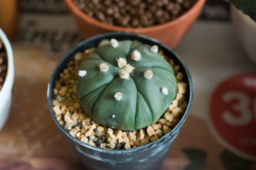 Astrophytum cactus in pot 