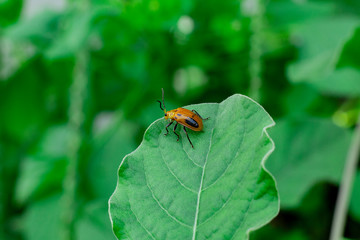 Scarlet lily beetle on the leaf, Chrysomelidae family