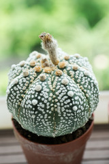 Astrophytum cactus in pot 