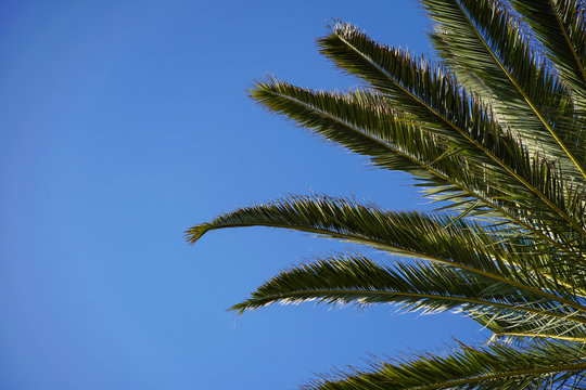 Palm leaves on a blue sky background