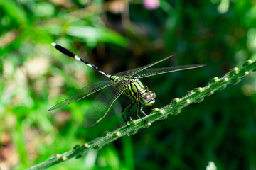 green dragonfly perched on the grass