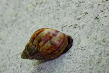 close up of a large garden snail in the wall,