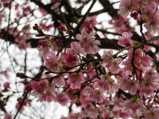 cherry blossoms on a tree