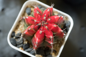 gymnocalycium mihanovichii variegata cactus plant