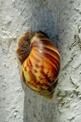 close up of a large garden snail in the wall, sunbathe snail