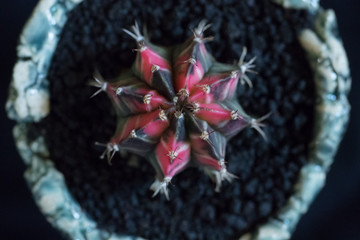 gymnocalycium mihanovichii variegata cactus plant