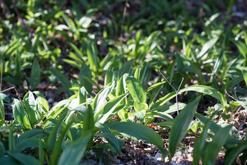 Wild garlic ramson or bear garlic growing in forest in spring.