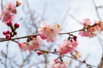 Spring tree with pink flowers. springtime background with pink blossom